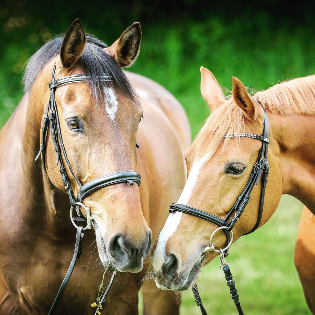 Two brown horses - On-Site Equine Veterinary Services in Tulsa, OK