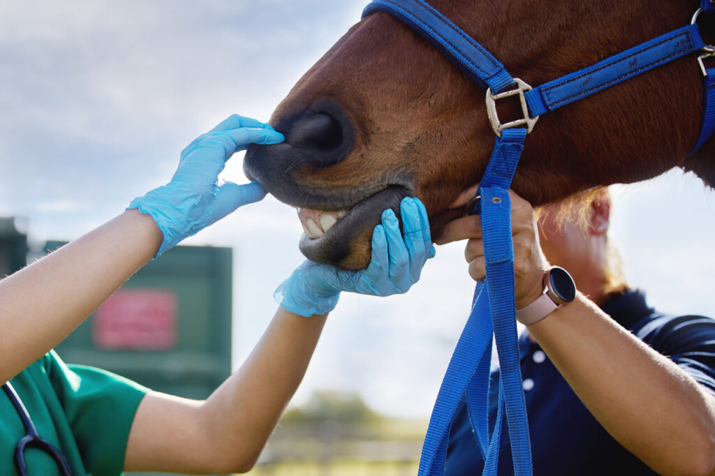 Equine Dentistry